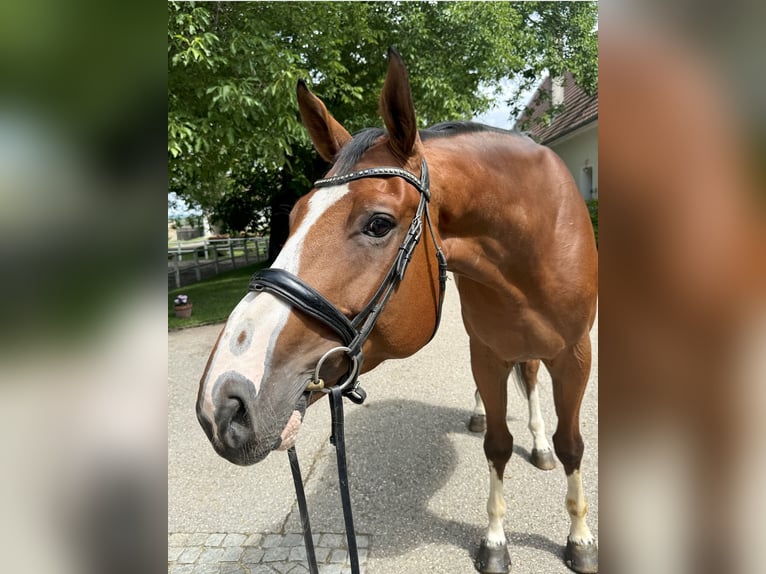 KWPN Castrone 6 Anni 176 cm Baio in Stockerau