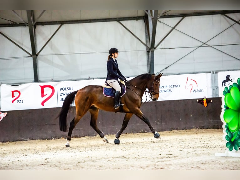 KWPN Castrone 6 Anni 177 cm Baio in Warszawa