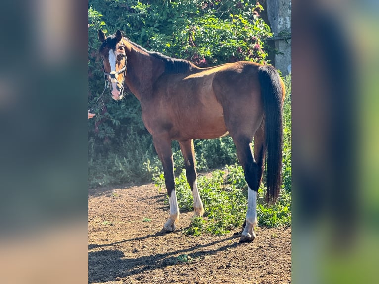 KWPN Castrone 6 Anni 180 cm Baio in Wülperode