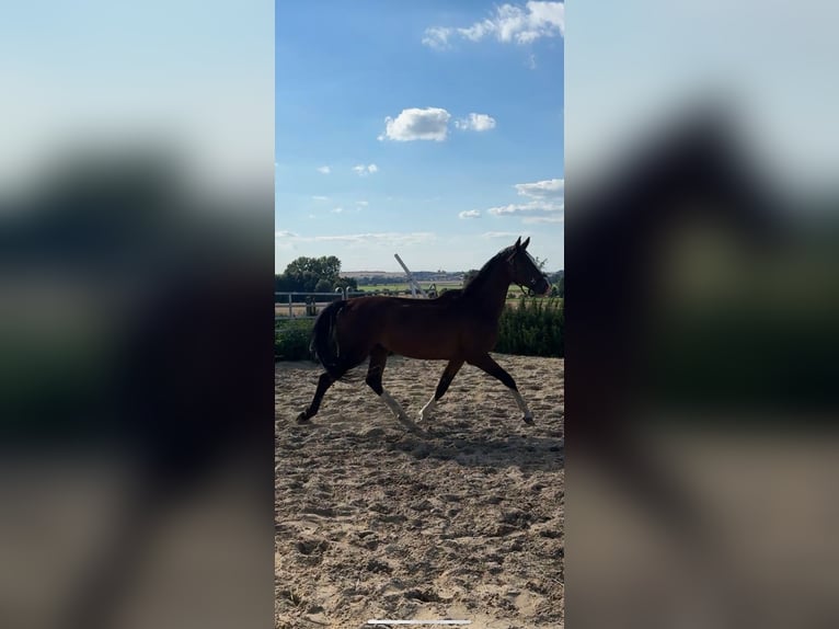 KWPN Castrone 6 Anni 180 cm Baio in Wülperode