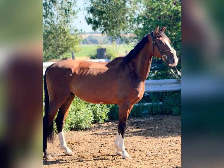 KWPN Castrone 6 Anni 180 cm Baio in Wülperode