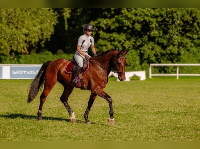 KWPN Castrone 6 Anni 184 cm Baio ciliegia in Saldus