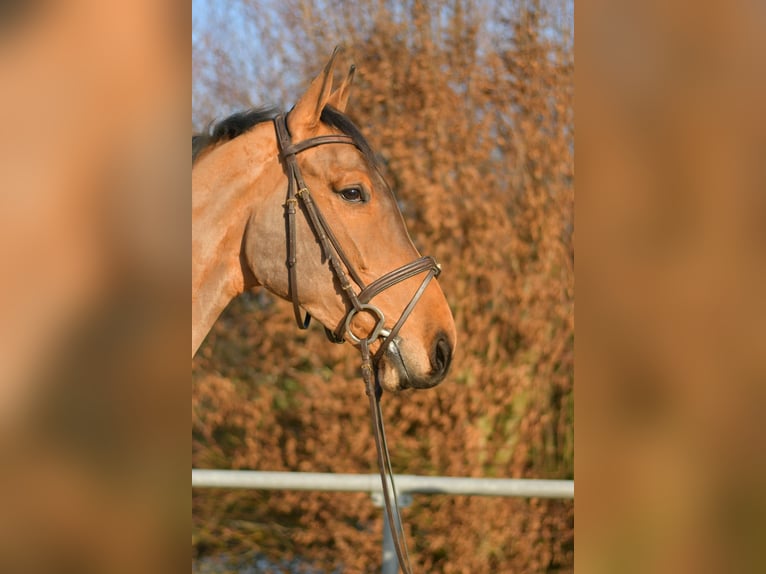 KWPN Castrone 6 Anni 185 cm Baio in Geilenkirchen