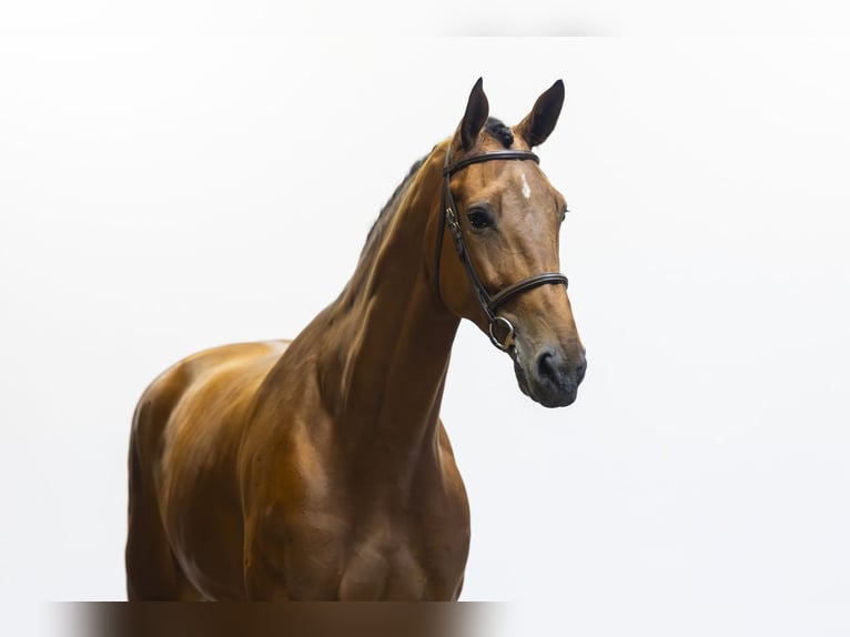 KWPN Castrone 6 Anni 186 cm  in Waddinxveen