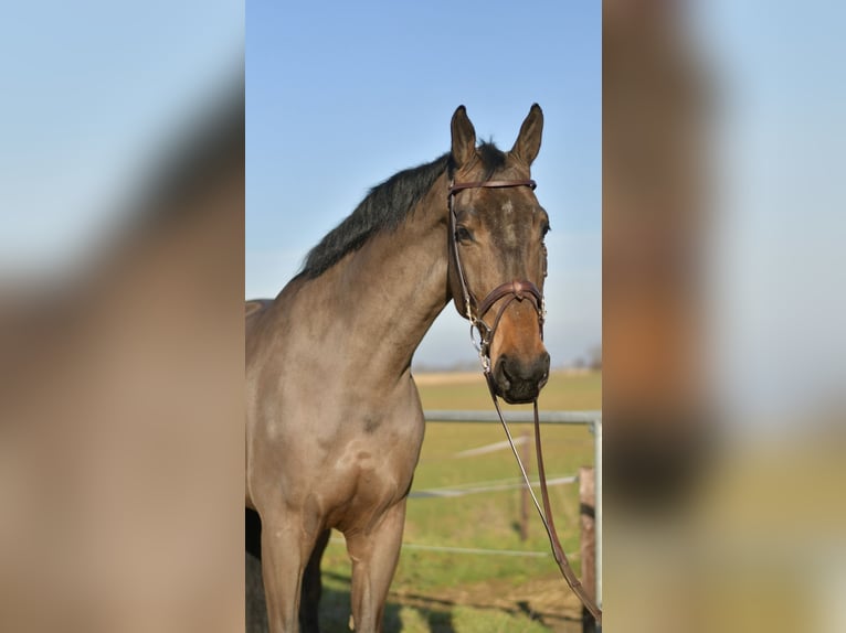 KWPN Castrone 6 Anni 187 cm Baio scuro in Geilenkirchen