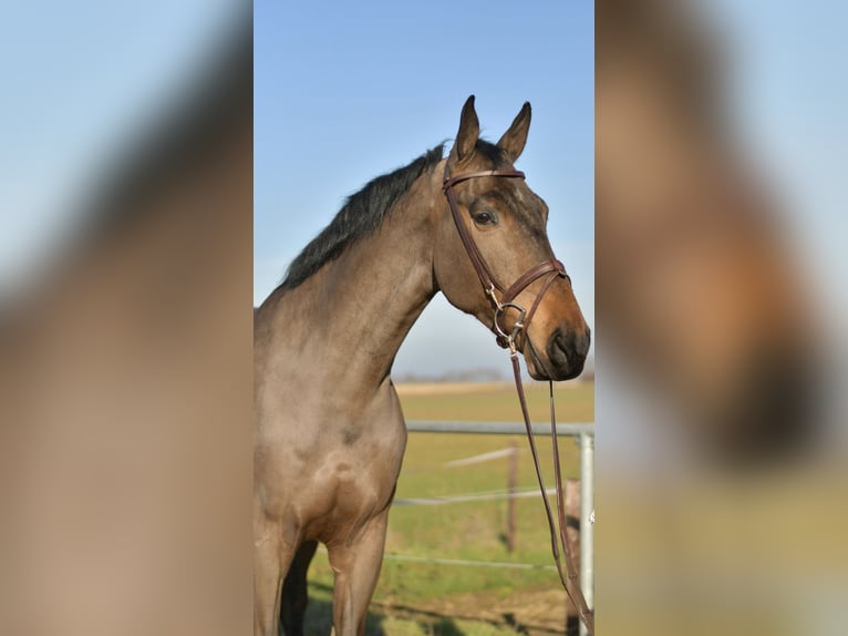 KWPN Castrone 6 Anni 187 cm Baio scuro in Geilenkirchen