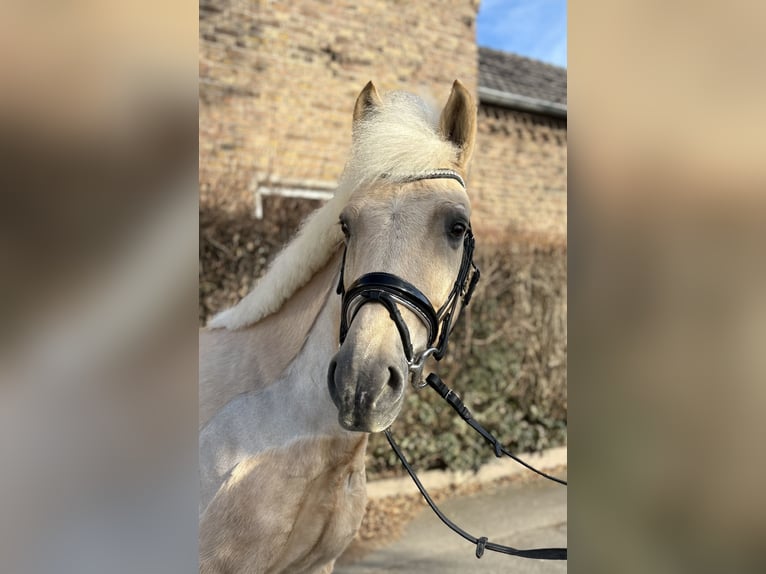 KWPN Castrone 7 Anni 155 cm Palomino in Niederkassel