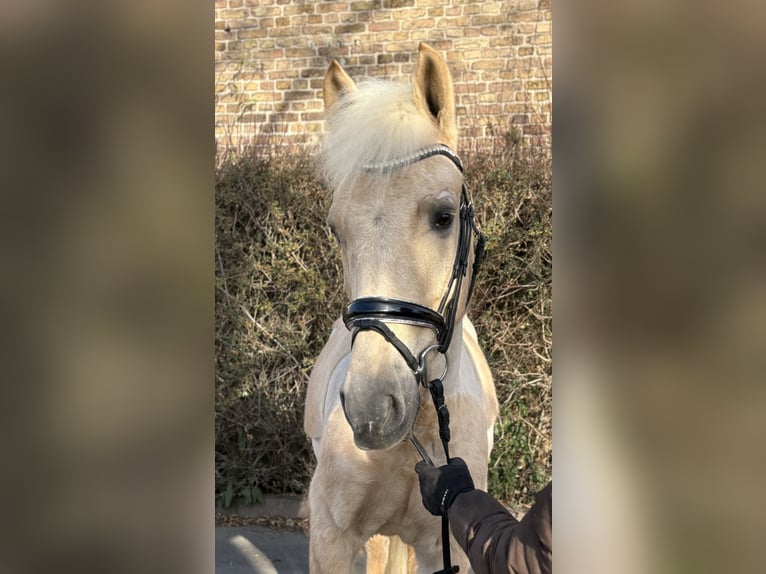 KWPN Castrone 7 Anni 155 cm Palomino in Niederkassel