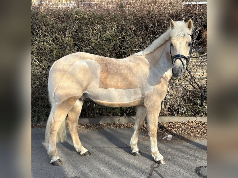 KWPN Castrone 7 Anni 155 cm Palomino in Niederkassel
