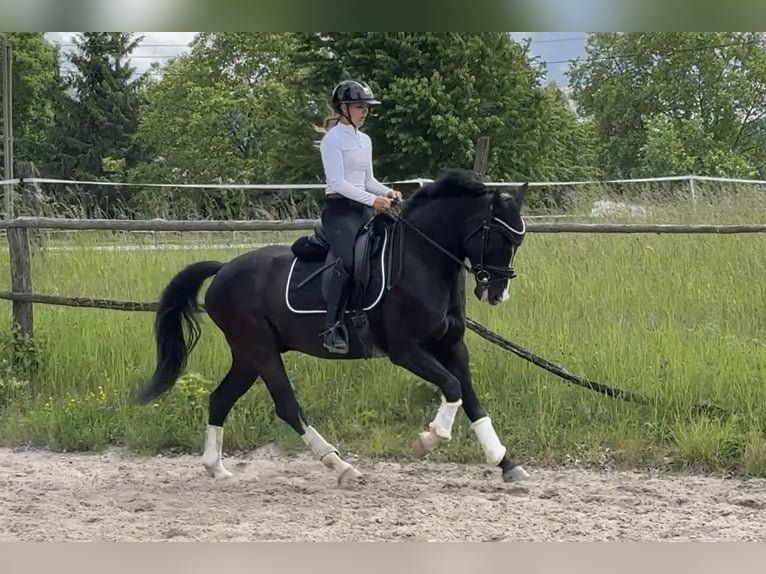 KWPN Castrone 7 Anni 160 cm Baio nero in Ladenburg