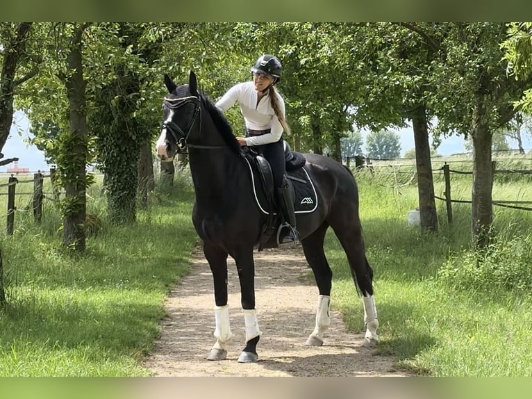 KWPN Castrone 7 Anni 160 cm Baio nero in Ladenburg