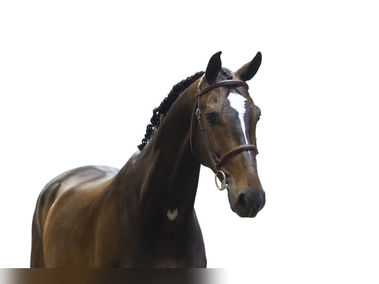 KWPN Castrone 7 Anni 162 cm Baio scuro in Waddinxveen