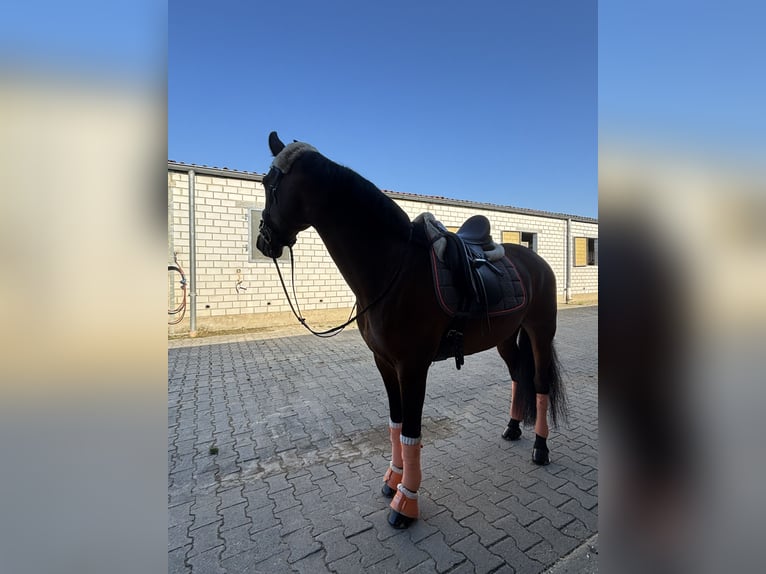 KWPN Mix Castrone 7 Anni 163 cm Baio in M&#xF6;nchengladbach