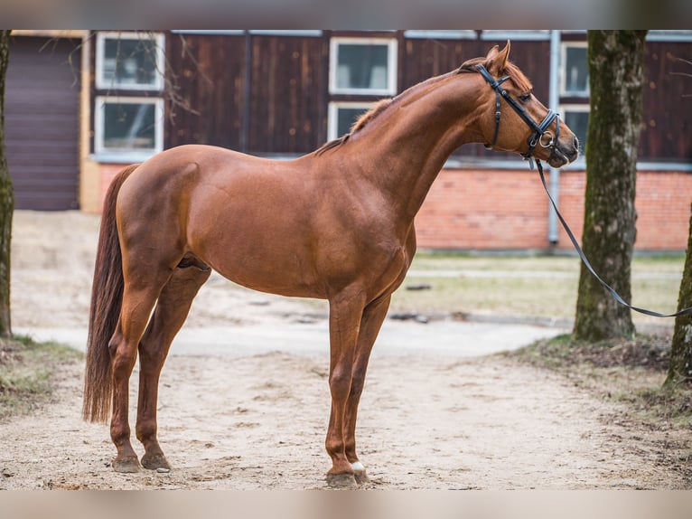 KWPN Castrone 7 Anni 164 cm Sauro scuro in Rukla