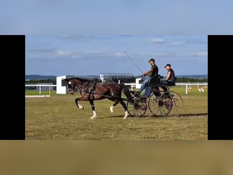 KWPN Castrone 7 Anni 165 cm Baio in Szeged
