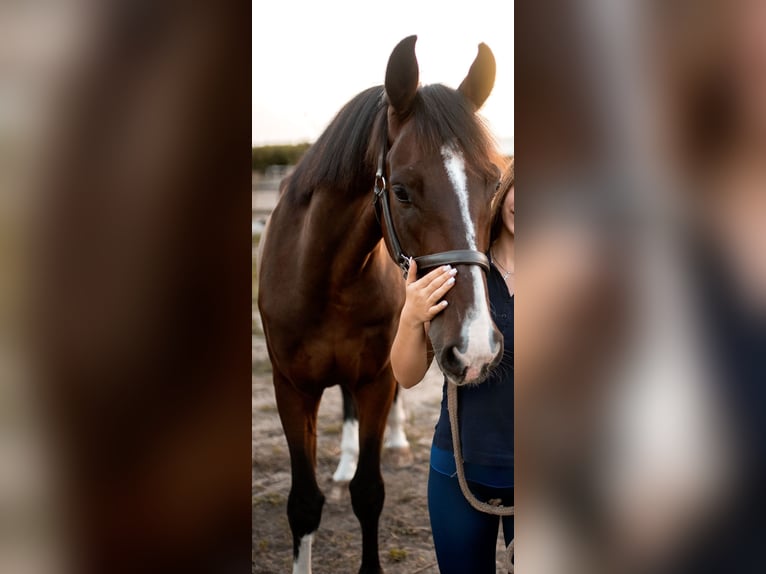 KWPN Castrone 7 Anni 165 cm Baio in Szeged
