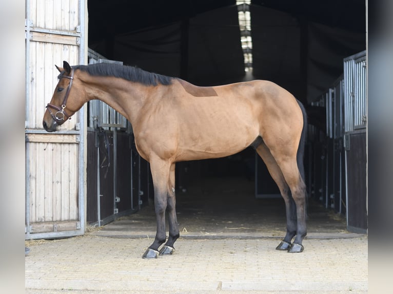 KWPN Castrone 7 Anni 165 cm Baio in Geilenkirchen