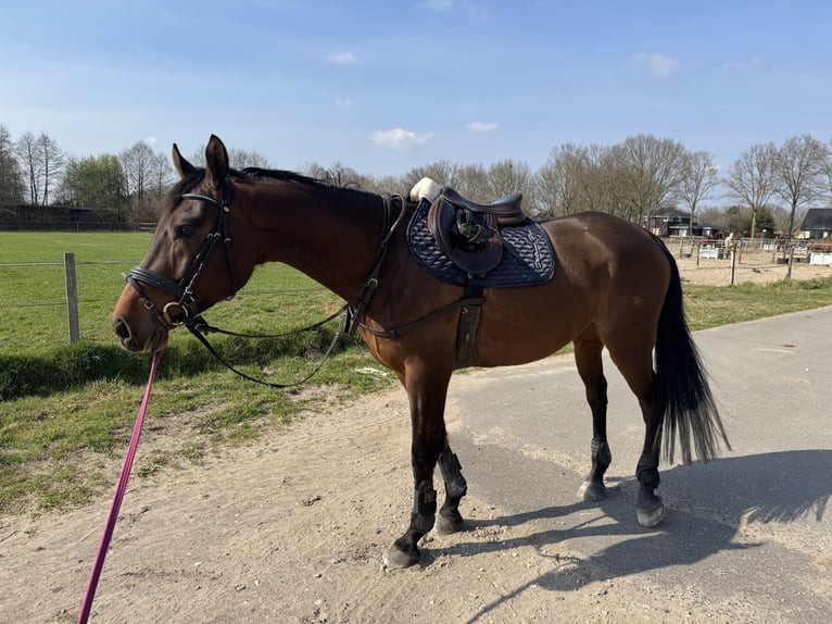 KWPN Castrone 7 Anni 165 cm Baio scuro in Heesch