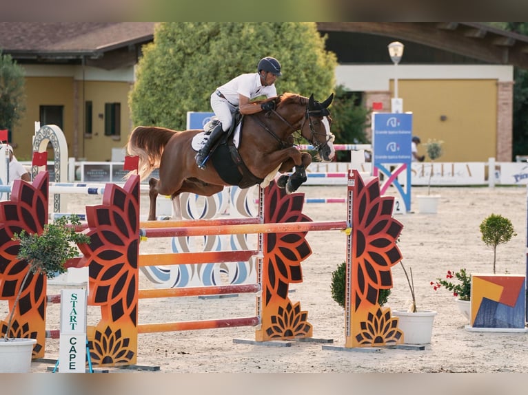 KWPN Castrone 7 Anni 165 cm Sauro in Pozzallo