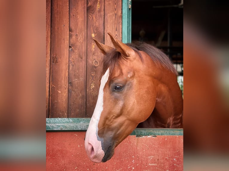 KWPN Castrone 7 Anni 165 cm Sauro scuro in Cernusco Sul Naviglio