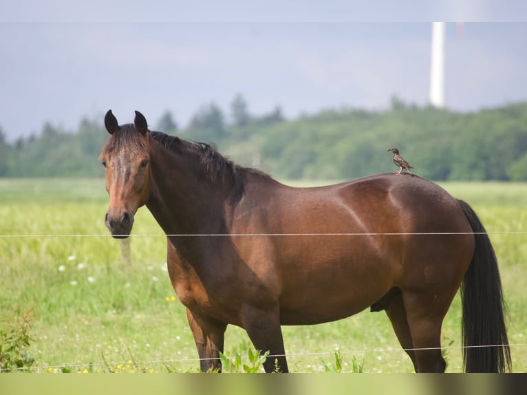 KWPN Castrone 7 Anni 166 cm Baio in Bassum