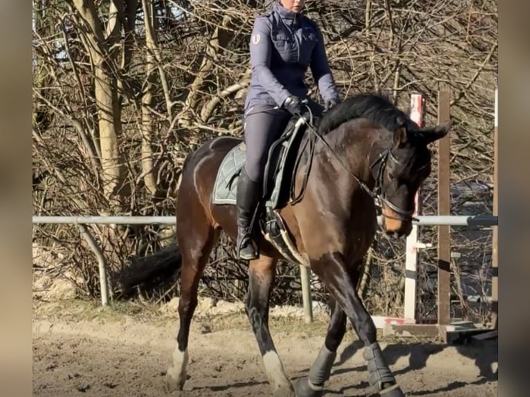 KWPN Castrone 7 Anni 166 cm Baio in Witten