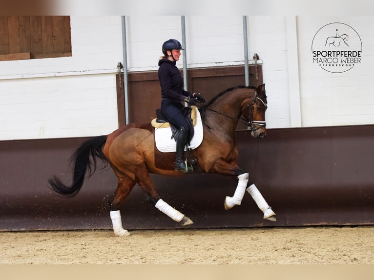 KWPN Castrone 7 Anni 166 cm Baio scuro in Rastede