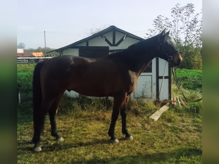 KWPN Castrone 7 Anni 167 cm Baio in Worms