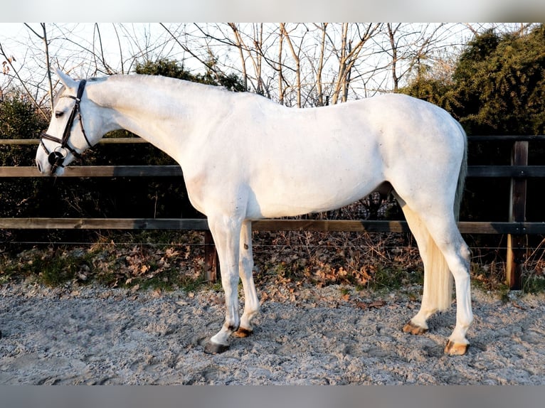 KWPN Castrone 7 Anni 167 cm Grigio in Meppen