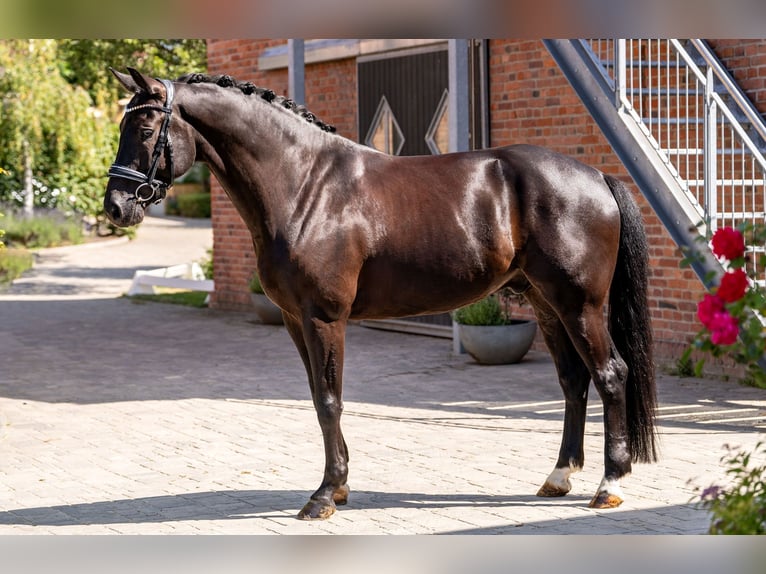 KWPN Castrone 7 Anni 167 cm Morello in Berlin