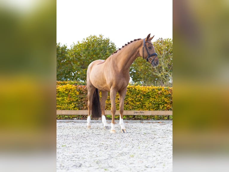 KWPN Castrone 7 Anni 167 cm Sauro in Goch