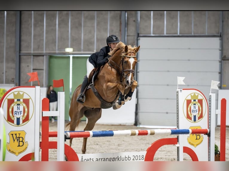 KWPN Castrone 7 Anni 167 cm Sauro scuro in Langevåg