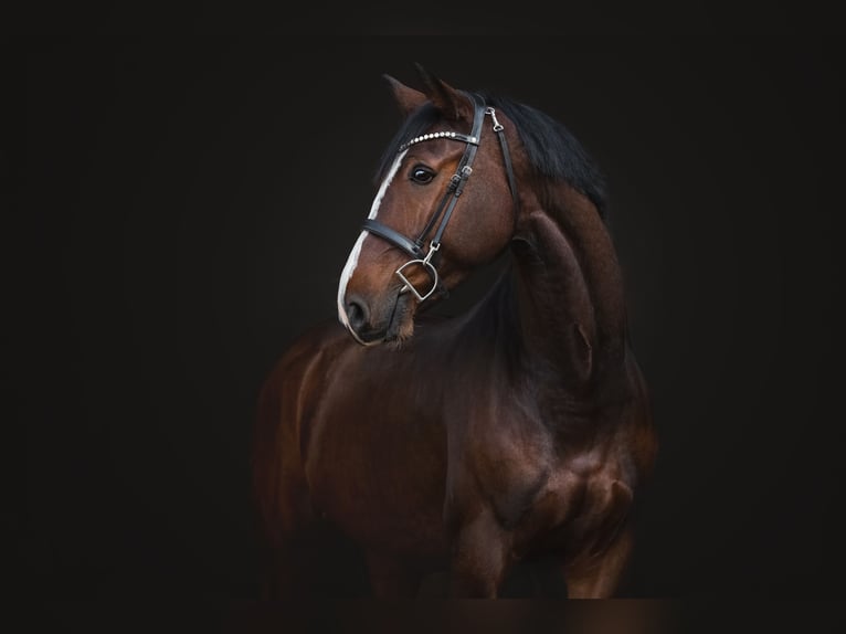 KWPN Castrone 7 Anni 168 cm Baio in Schlins