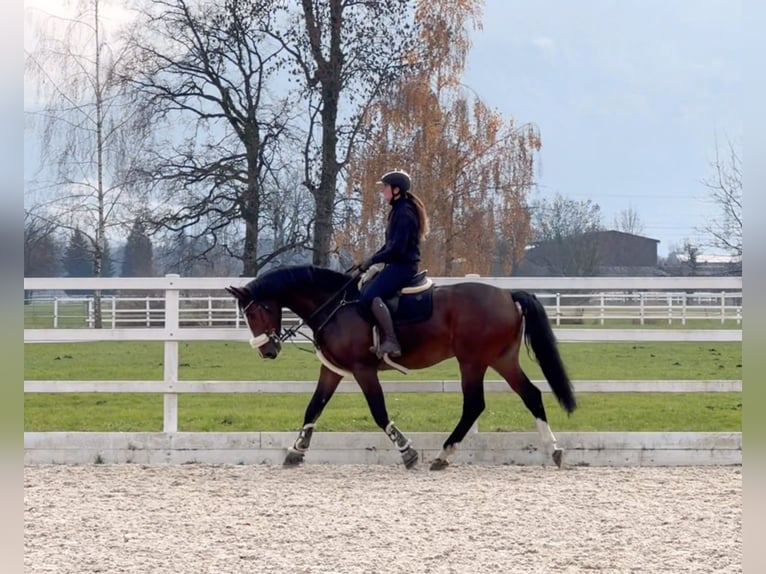 KWPN Castrone 7 Anni 168 cm Baio in Schlins