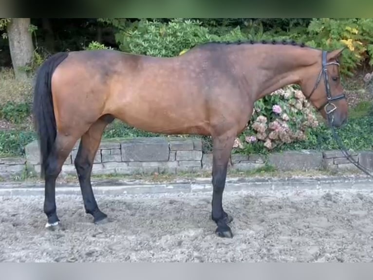 KWPN Castrone 7 Anni 168 cm Baio scuro in Overath