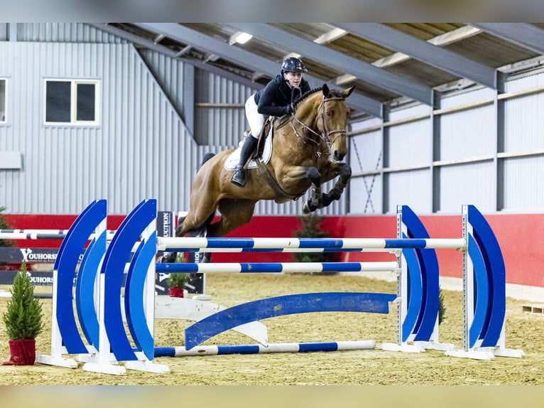 KWPN Castrone 7 Anni 168 cm in Waddinxveen