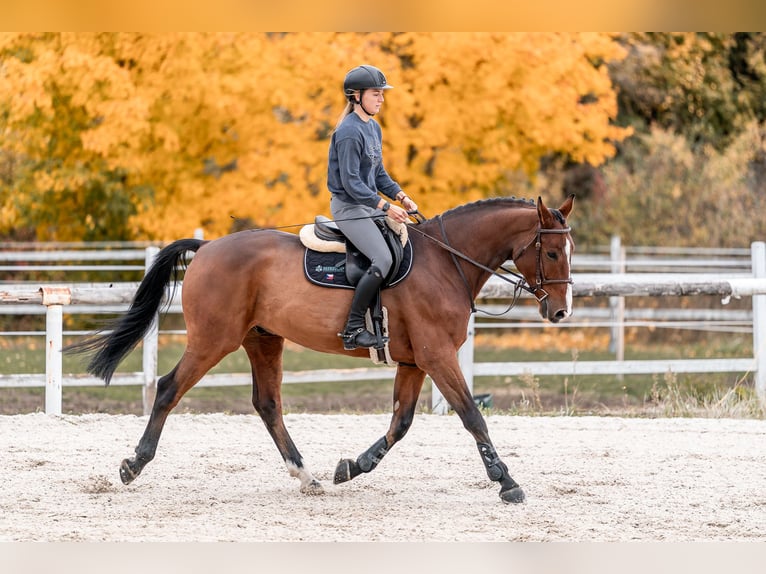 KWPN Castrone 7 Anni 168 cm in Zduchovice