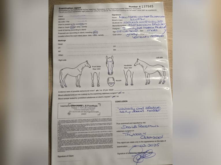 KWPN Castrone 7 Anni 168 cm Grigio in Holten