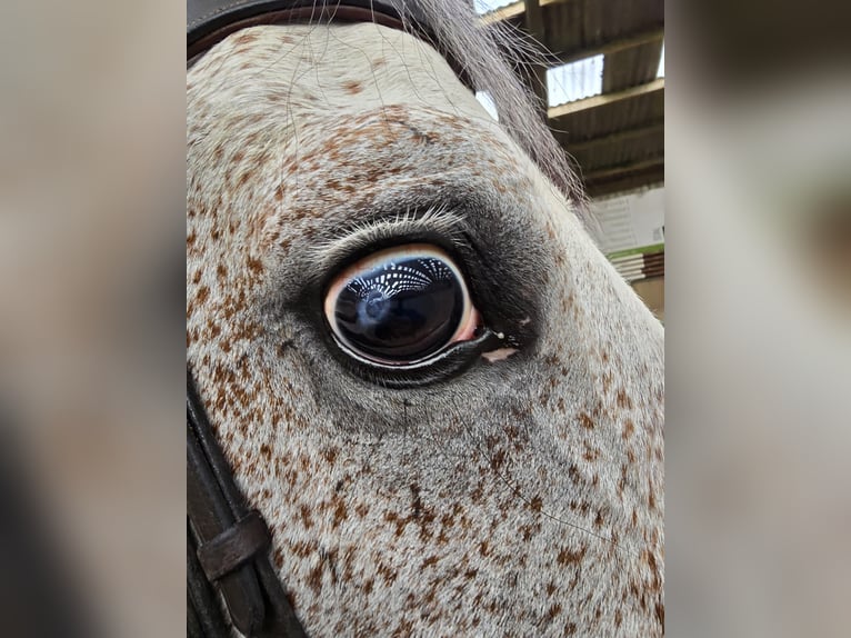 KWPN Castrone 7 Anni 168 cm Grigio in Holten