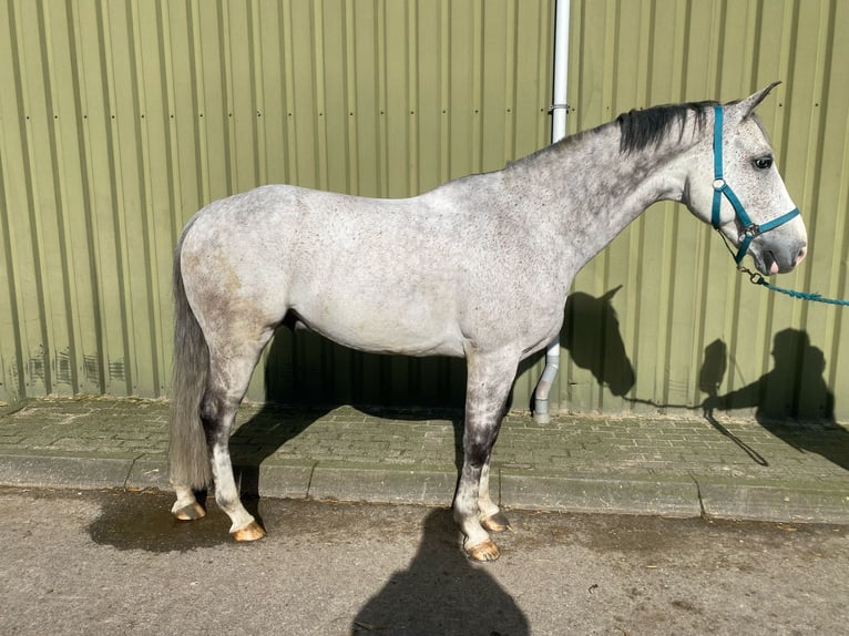 KWPN Castrone 7 Anni 168 cm Grigio in Holten