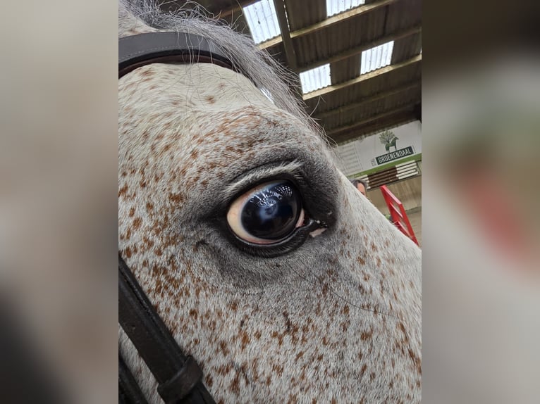 KWPN Castrone 7 Anni 168 cm Grigio in Holten