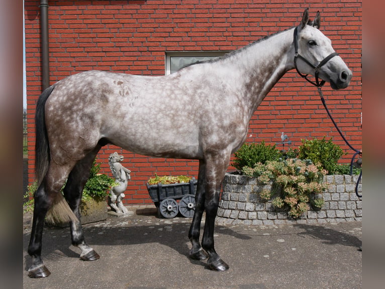 KWPN Castrone 7 Anni 168 cm Grigio pezzato in Dorsten
