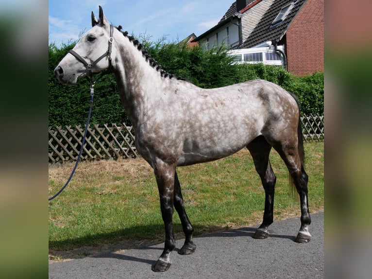 KWPN Castrone 7 Anni 168 cm Grigio pezzato in Dorsten