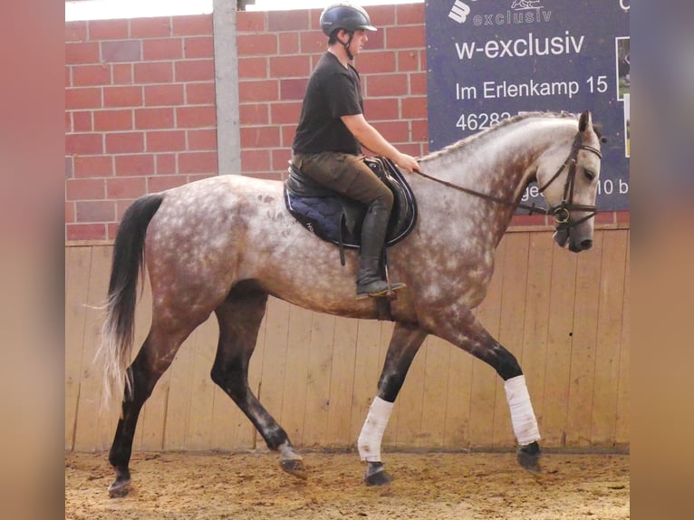 KWPN Castrone 7 Anni 168 cm Grigio pezzato in Dorsten