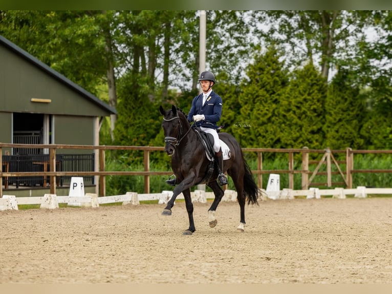 KWPN Castrone 7 Anni 168 cm Morello in Groot-Ammers