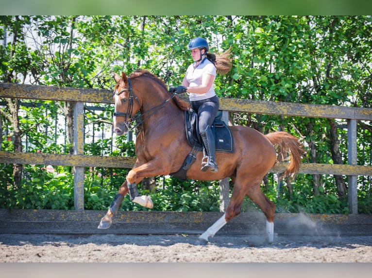 KWPN Castrone 7 Anni 168 cm Sauro in Poeldijk