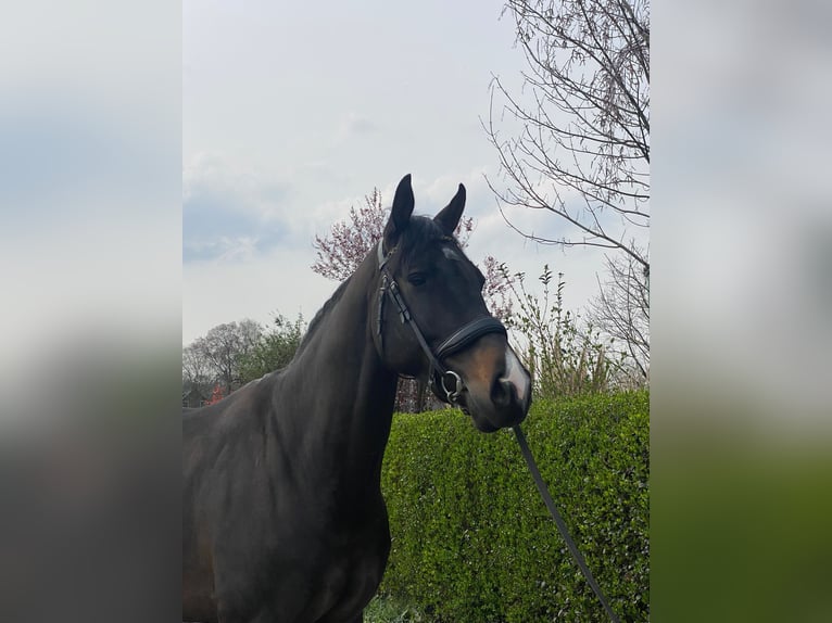 KWPN Castrone 7 Anni 169 cm Baio nero in Wouwse Plantage