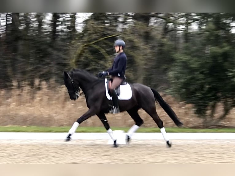 KWPN Castrone 7 Anni 169 cm Morello in Bree