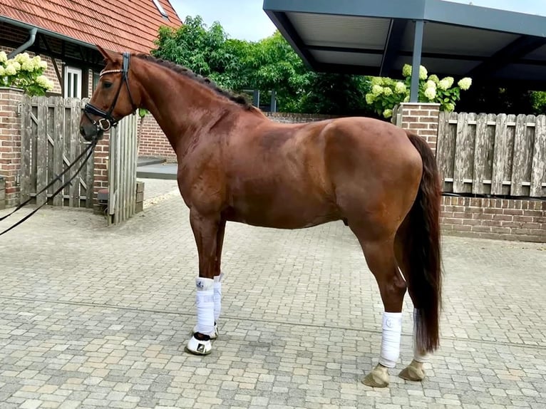 KWPN Castrone 7 Anni 169 cm Sauro in Lüdinghausen