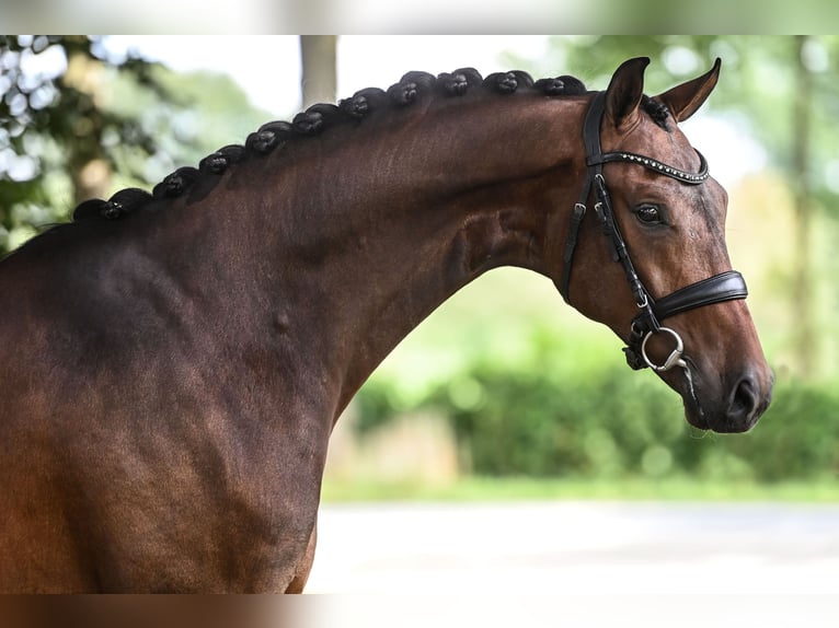 KWPN Castrone 7 Anni 170 cm Baio in Ede